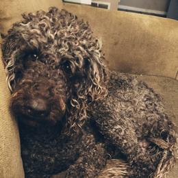 Buddy - Australian Labradoodle
