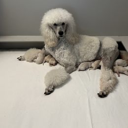 Chinese Crested and Poodle All Grown Up from Mindy Dobrow's Chinese Crested Puppies and standard poodles