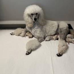 Chinese Crested and Poodle All Grown Up from Mindy Dobrow's Chinese Crested Puppies and standard poodles