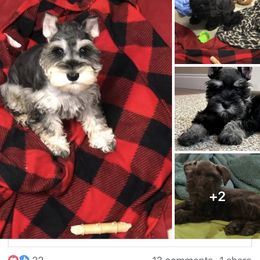 Miniature Schnauzer Puppies from Stallard’s Schnauzers- miniatures