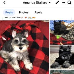 Miniature Schnauzer Puppies from Stallard’s Schnauzers- miniatures