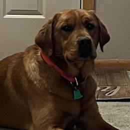 Labrador Retrievers from Theresa Rhodes