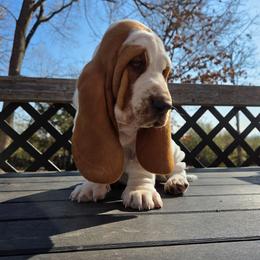 Teddy 2700.00 - Red and white male Basset Hound puppy in Denison, Texas from Emma Lou's Baby Bassets