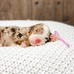 Dove - Chocolate merle female Bernedoodle puppy in Hudson, Indiana from TurkeyCreek-K9