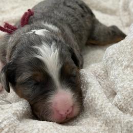 Blue Bell - Merle female Bernedoodle puppy in Hegins, Pennsylvania from Bubbling Springs Doodles, LLC