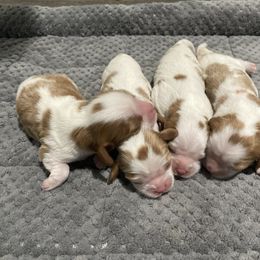 Cavalier King Charles Spaniel Puppies from Country View Cavaliers