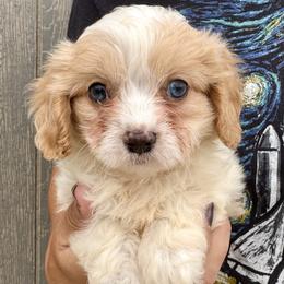 Jax - Blenheim male Cavapoo puppy in Boardman, Ohio from Taliaferro Kennel