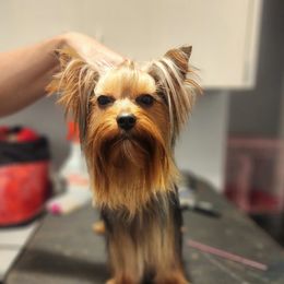 Burrito - Yorkshire Terrier