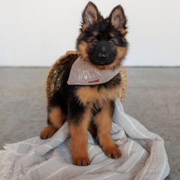 German Shepherd Puppies from Salty Raccoon Ranch German Shepherds