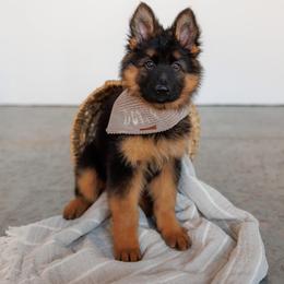 German Shepherd Puppies from Salty Raccoon Ranch German Shepherds