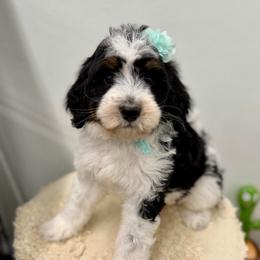 A Christmas Story - Tri-color female Bernedoodle puppy in Hegins, Pennsylvania from Bubbling Springs Doodles, LLC