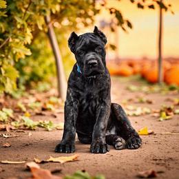 Cane Corso puppies from Summit Cane Corso