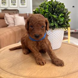 Dallas - Red  male Goldendoodle puppy in Alamance County, North Carolina from Doodle Squad Puppies