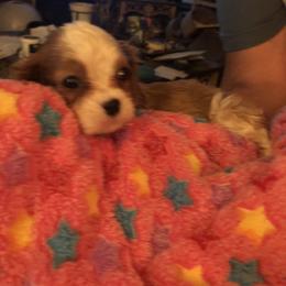 Cavalier King Charles Spaniel and Shih Tzu Puppies from Karen's Cavaliers