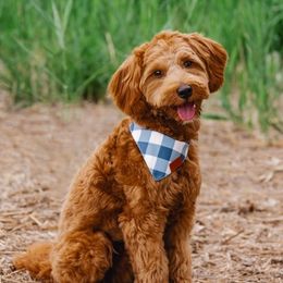 Leo - Goldendoodle