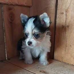 Boy 2 - Parti male Yorkshire Terrier puppy in Jamestown, Tennessee from Green Ridge