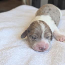 Lily - Dapple female Dachshund puppy in Waddell, Arizona from The Bearded Companions
