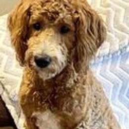 Mac - Goldendoodle