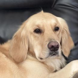 Tilly - Golden Retriever