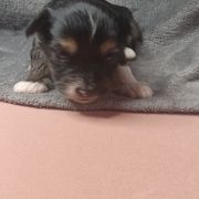 Boy 3 - Black gold and white male Shorkie puppy in Boca Raton, Florida from Tina-Marie's Pups