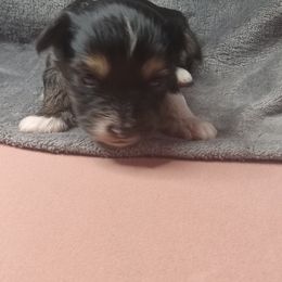 Boy 3 - Black gold and white male Shorkie puppy in Boca Raton, Florida from Tina-Marie's Pups