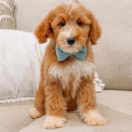 Bandera - Red  male Goldendoodle puppy in Iola, Texas from Supreme Doodles of Texas