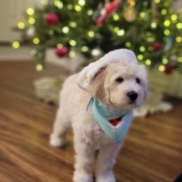 Bernedoodle Puppies from Doting Doodles