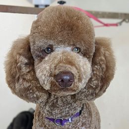 Poodles from Desert Ranch