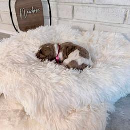 Barbie - Merle female Labradoodle puppy in Bryantown, Maryland from Doodles on Duty
