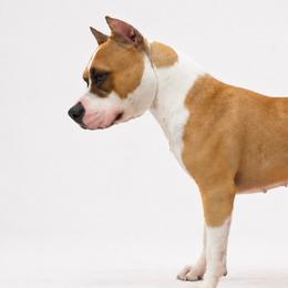 American Pit Bull Terriers from Barajas Family Ranch