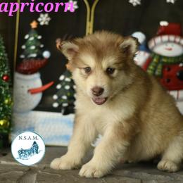 Alaskan Malamute Puppies from North Shore Alaskan Malamutes