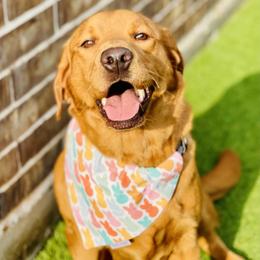 Labrador Retriever All Grown Up from Brady's Birddogs