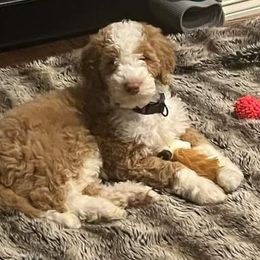 Hunny bun - Fawn and white Sheepadoodle puppy in Austin, Texas from Darling Doodles