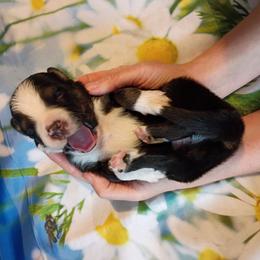 Slate (blue) - Black tri-color male Australian Shepherd puppy in Okeechobee, Florida from Rothsolid Puppies