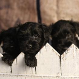 Miniature Schnauzer Puppies from Mt. View's Pretty Little Schnauzers