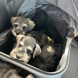 Miniature Schnauzer Puppies from Snowflake Schnauzers
