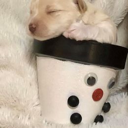 Havanese Puppies from Cloud 9 Havanese