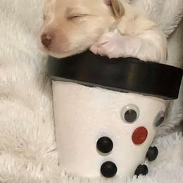 Havanese Puppies from Cloud 9 Havanese