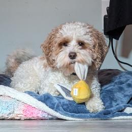Lucy - Cavapoo