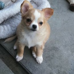 Chihuahua Puppies from Conlin's Chihuahuas