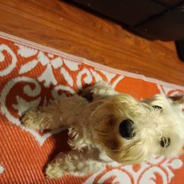 Roxanne  - Miniature Schnauzer
