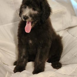 Goldendoodle Puppies from Country Pups Doodles