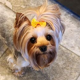Yorkshire Terriers from Misty Meadows Yorkies