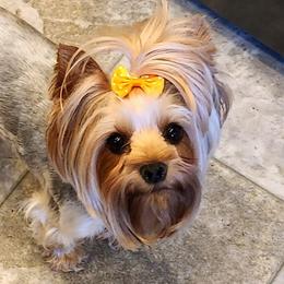 Yorkshire Terriers from Misty Meadows Yorkies
