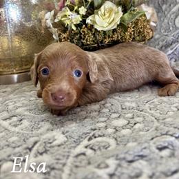 Elsa - Fawn (isabella) and tan female Dachshund puppy in Aiken, South Carolina from State Eight Dachshunds