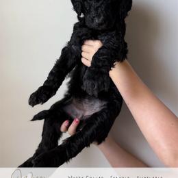 White Girl - Black female Goldendoodle puppy in Carthage, Tennessee from Willows Doodles