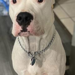 Dogo Argentinos from QuipTownDogos