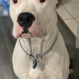 Dogo Argentinos from QuipTownDogos