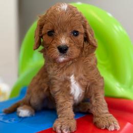 Lemonade - Red female Cavapoo puppy in Yuciapa, California from AlltheDoodlez_