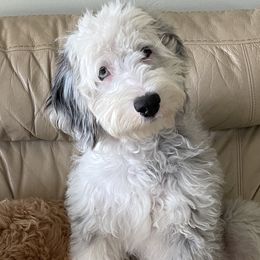 Zuri - Sheepadoodle